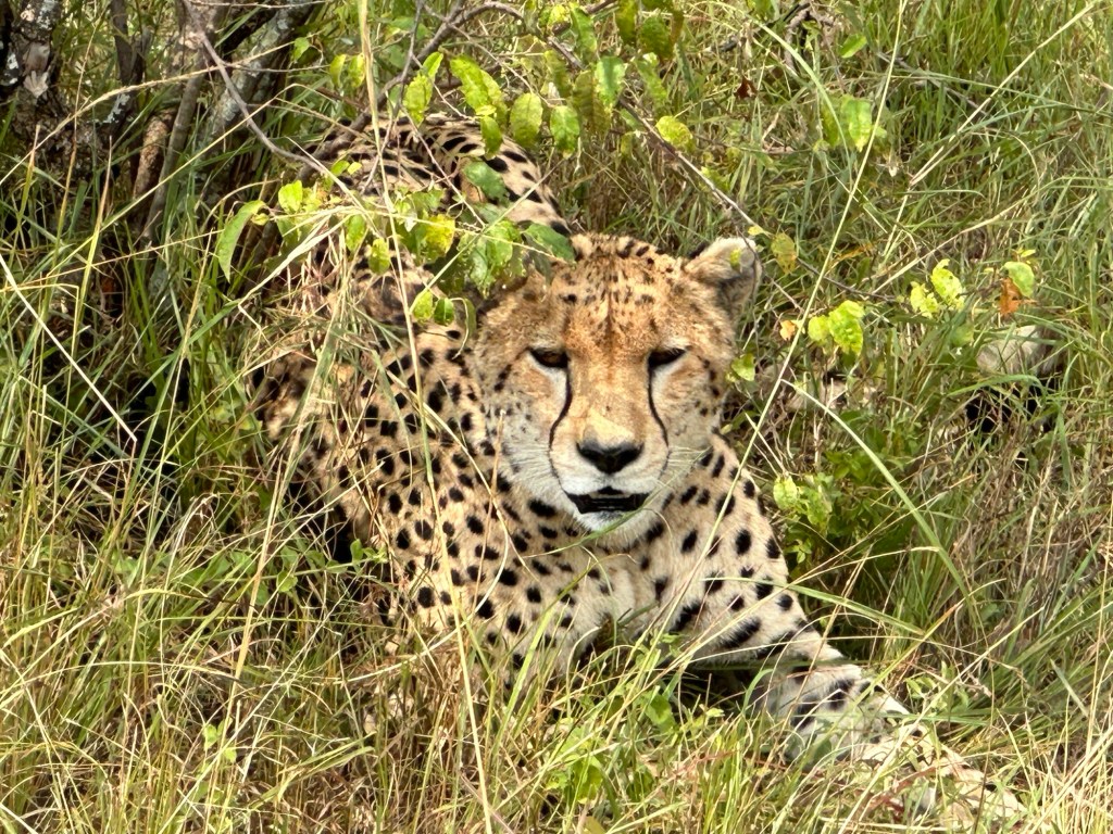 Sunday: The Maasai&nbsp;Mara